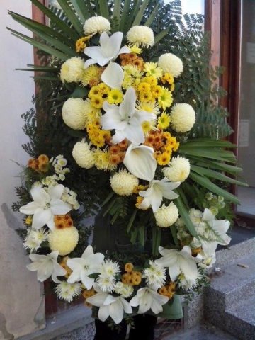 primula 9